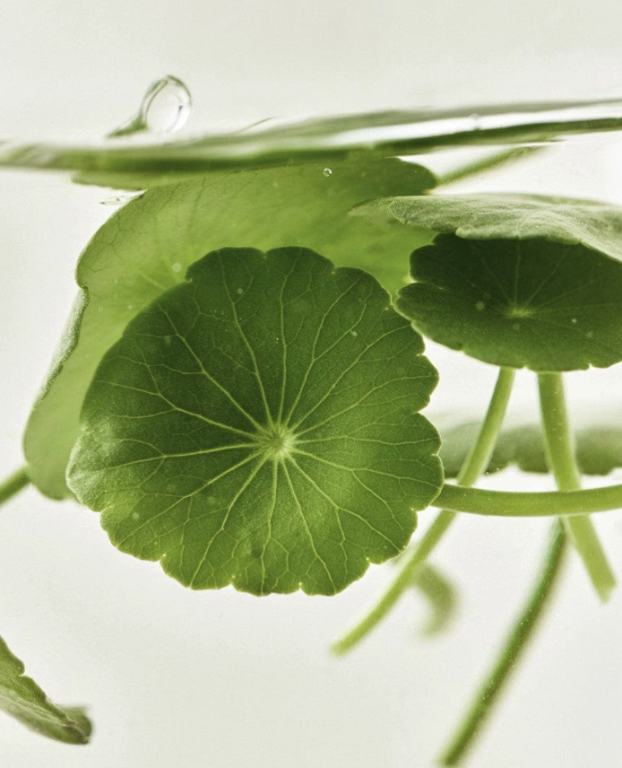 Sérum Light On Centella et Vitamine C